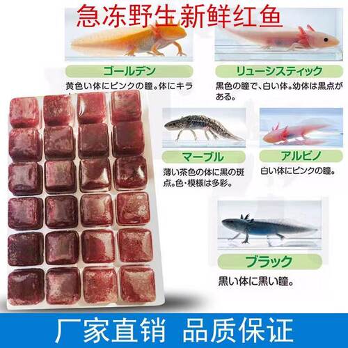 新鲜冰冻红血虫赤虫恐龙六角饲料