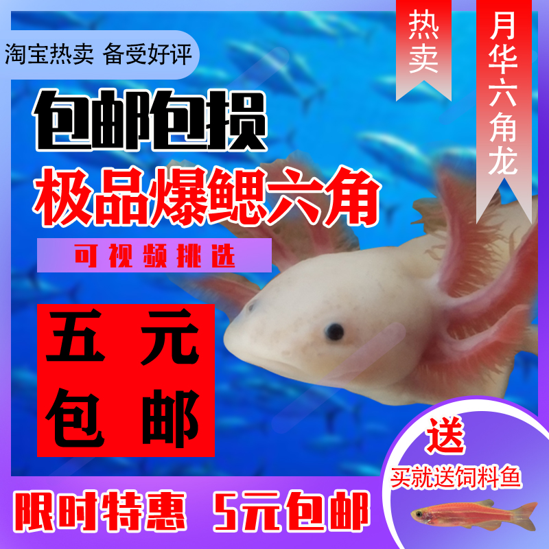 六角恐龙练手观赏冷水鱼四脚鱼蝾螈耐活皮实淡水包邮不用打氧气