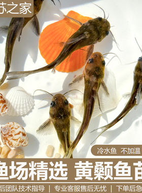 黄颡鱼苗黄辣丁鱼苗黄骨鱼苗昂刺鱼黄桑鱼苗黄鸭叫淡水养殖食用鱼