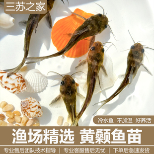 黄颡鱼苗黄辣丁鱼苗黄骨鱼苗昂刺鱼黄桑鱼苗黄鸭叫淡水养殖食用鱼