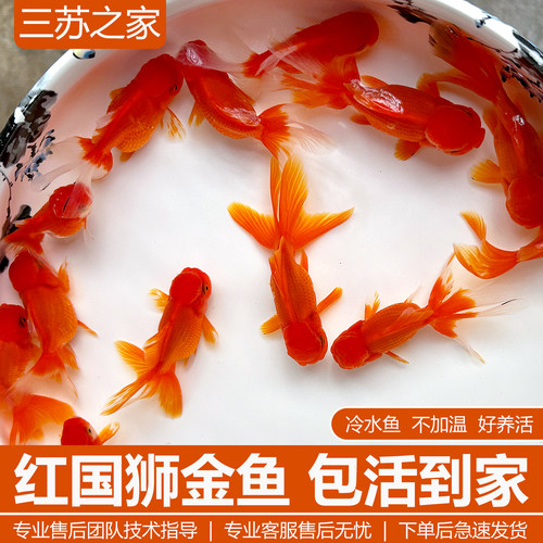 红国狮泰狮金鱼活体好养冷水