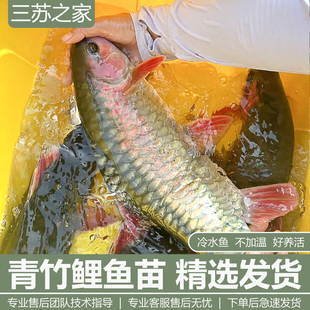 四川青竹鲤鱼苗青竹凤仙子倒刺鲃苗红脸吉罗鱼冷水原生观赏风水鱼