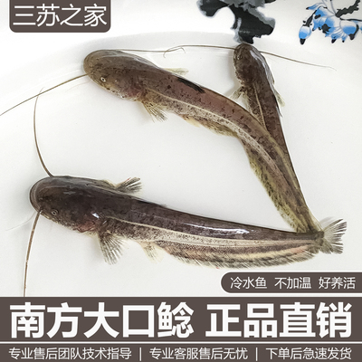 大口鲶鱼苗淡水养殖食用二须鲶肉食类观赏鱼埃及塘鲺鱼苗土鲶鱼苗
