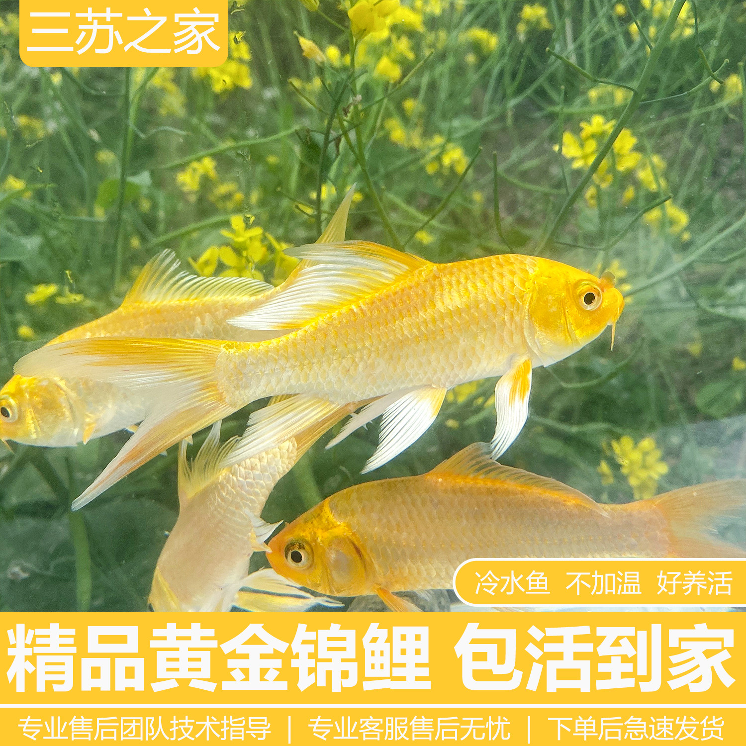 黄金锦鲤活鱼淡水鱼金鱼活鱼好养耐活冷水鱼苗活体小金鱼观赏鱼