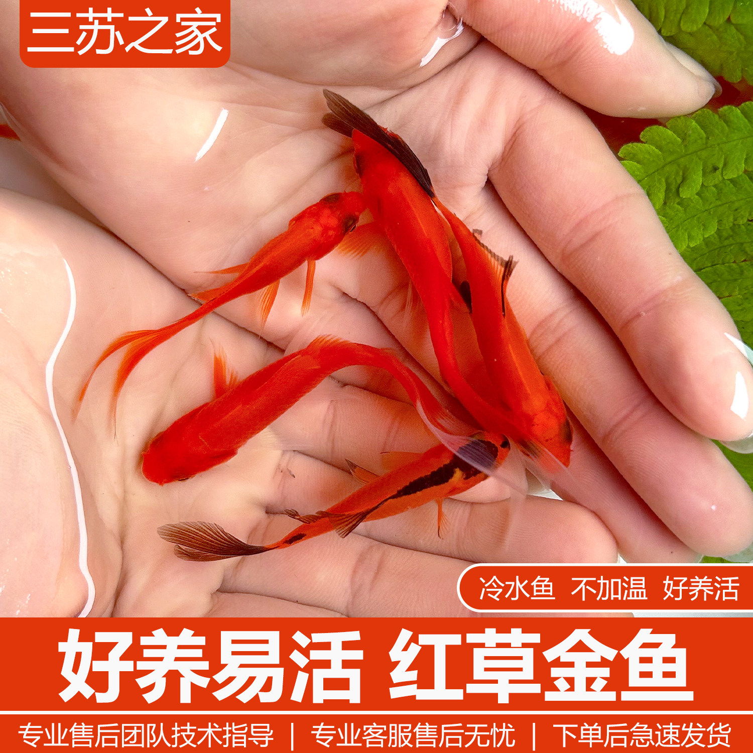红草金鱼淡水冷水观赏鱼自来水耐养活鱼小金鱼饲料活体鱼苗小锦鲤