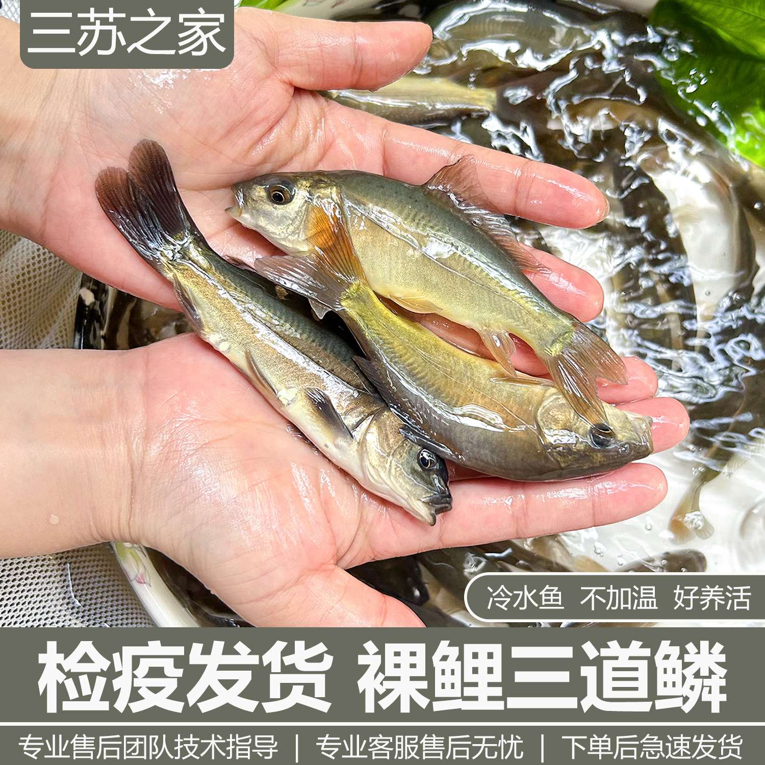 裸鲤鱼苗淡水养殖食用大型裸斑鱼无甲无磷鲤鱼德国镜鲤三道鳞鱼苗图片