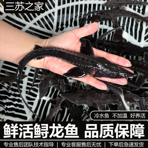 中华观赏鱼淡水养殖可食用