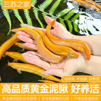 黄金泥鳅冷水清道夫鱼缸清洁工具