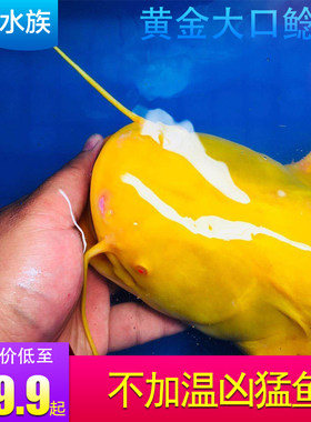 冷水鱼稀有变异大口鲶鱼淡水