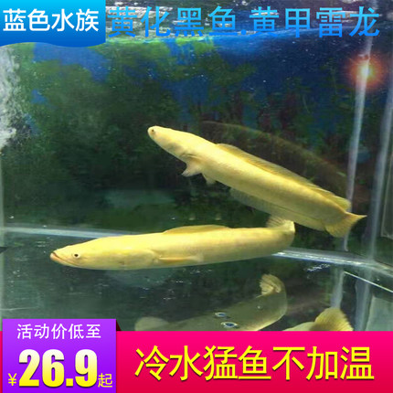 观赏鱼黄金雷龙白化黑鱼黄化黑鱼雷龙科鱼活体鱼苗冷水鱼稀有鱼