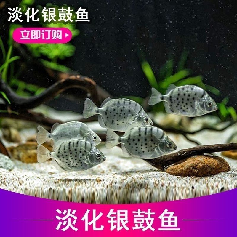 淡化银鼓鱼观赏鱼除丝藻金鼓热带鱼金钱小型混养游性互动招财好养