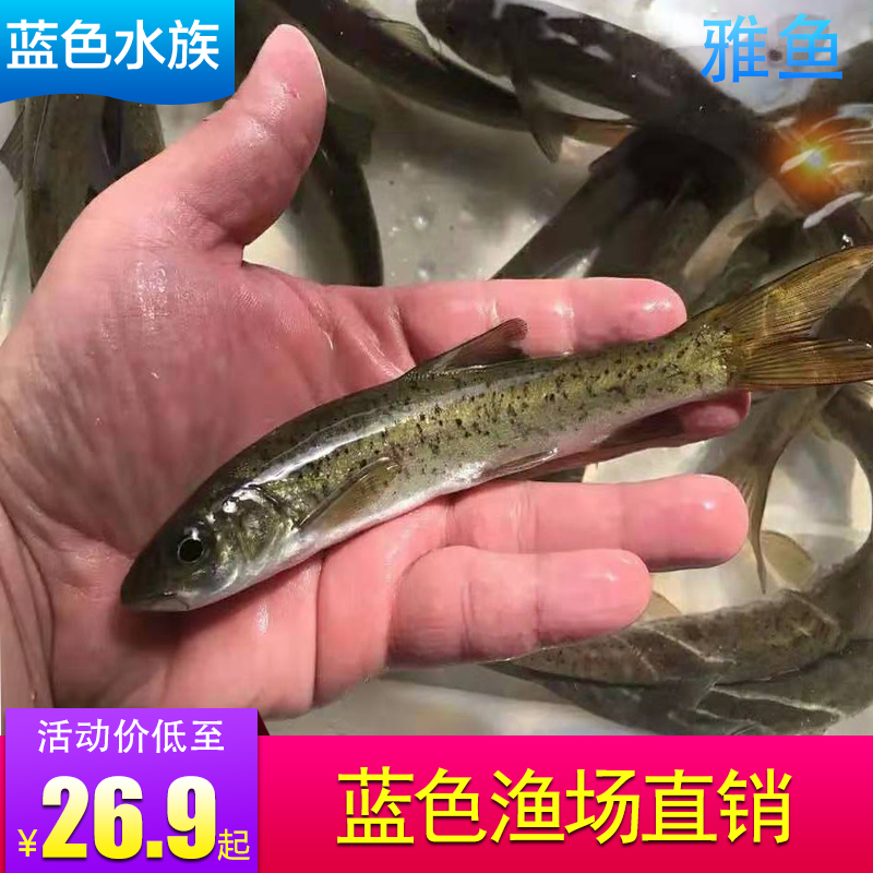 观赏鱼雅鱼雅鱼鱼苗雅鱼活体齐口裂腹鱼雅安活体鱼苗