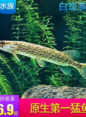 观赏鱼白斑狗鱼苗黑斑狗鱼活体猛鱼鱼苗原生鱼冷水凶猛稀有鱼包邮