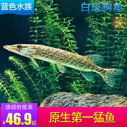 观赏鱼白斑狗鱼苗黑斑狗鱼活体猛鱼鱼苗原生鱼冷水凶猛稀有鱼包邮