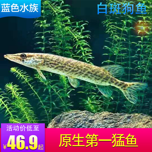 白斑狗鱼苗活体凶猛观赏鱼免加温