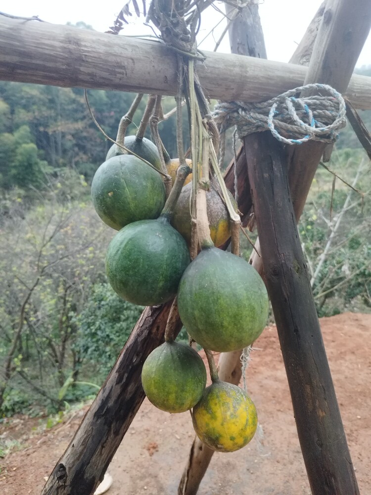 高山野生小西瓜深山采摘新鲜野西瓜