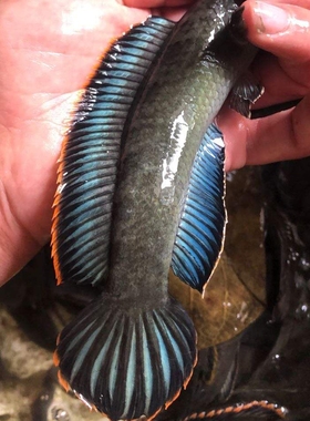 观赏鱼热带鱼观赏鱼彩虹雷龙鱼活体七彩蓝帆南鳢雷龙淡水凶猛鱼耐