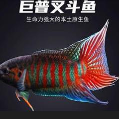 中国斗鱼原生冷水淡水好养耐活普叉鳑鲏菩萨懒人小型鱼免打氧活体