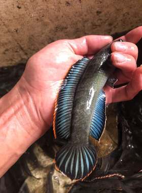 彩虹雷龙精品原生南鳢雷龙鱼七彩冷水鱼龙鱼淡水鱼凶猛雷龙观赏鱼