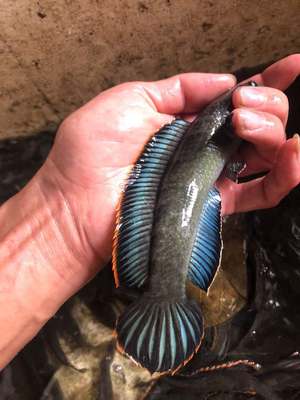 热带鱼彩虹雷龙活体淡水