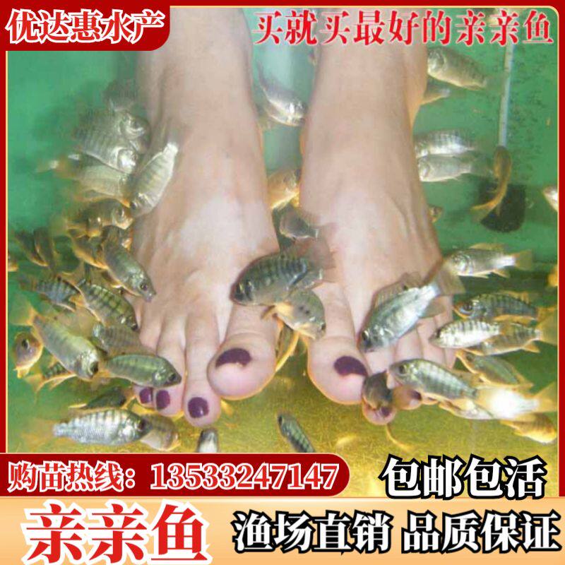 鱼疗用鱼温泉亲亲鱼土耳其鱼泡脚鱼足疗鱼按摩鱼苗场直销包邮淡水