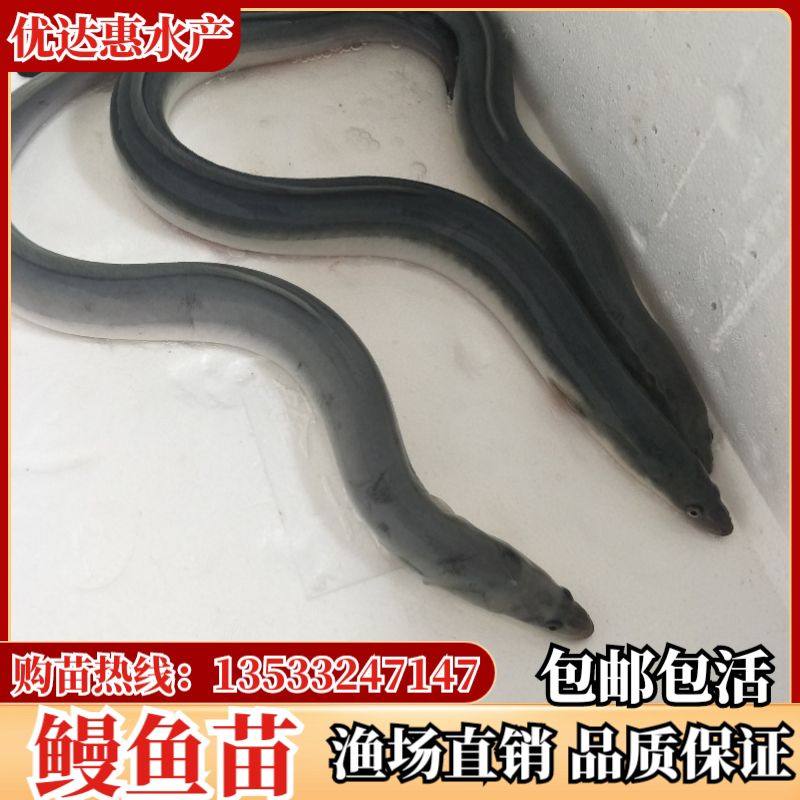 优质鳗鱼苗白鳗苗白鳝苗花鳝苗鳗鲡鱼塘养殖淡水活体包邮渔场直发