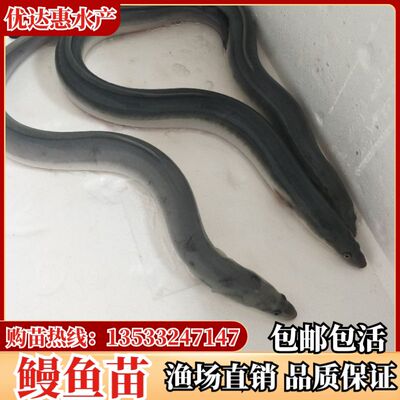 优质鳗鱼苗淡水活体包邮渔场直发