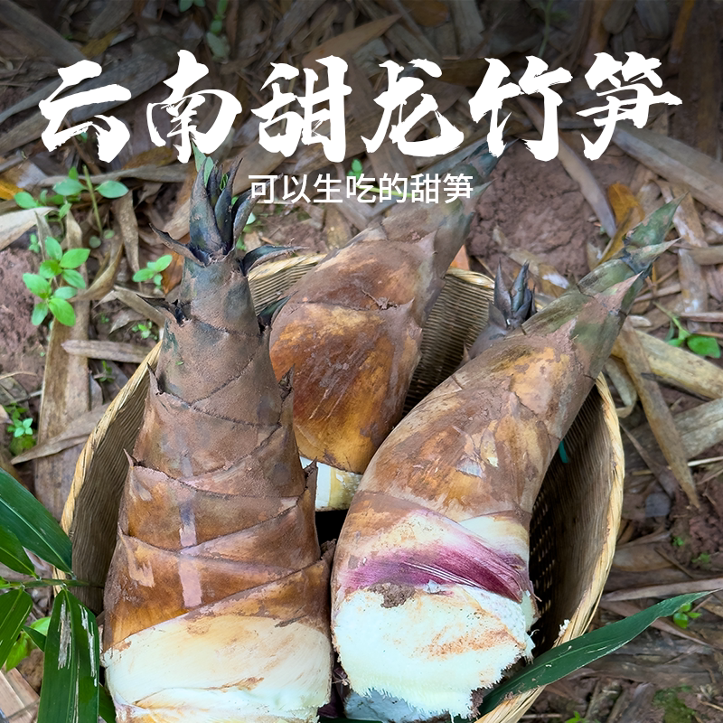 云南普洱甜笋新鲜脆蔬菜顺丰（带壳发  2斤小笋/3斤大小混装）