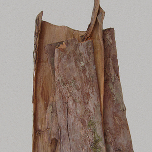 包邮 红豆杉皮正品 抗含紫杉醇赤柏松南方红豆杉树皮另有叶果根原料