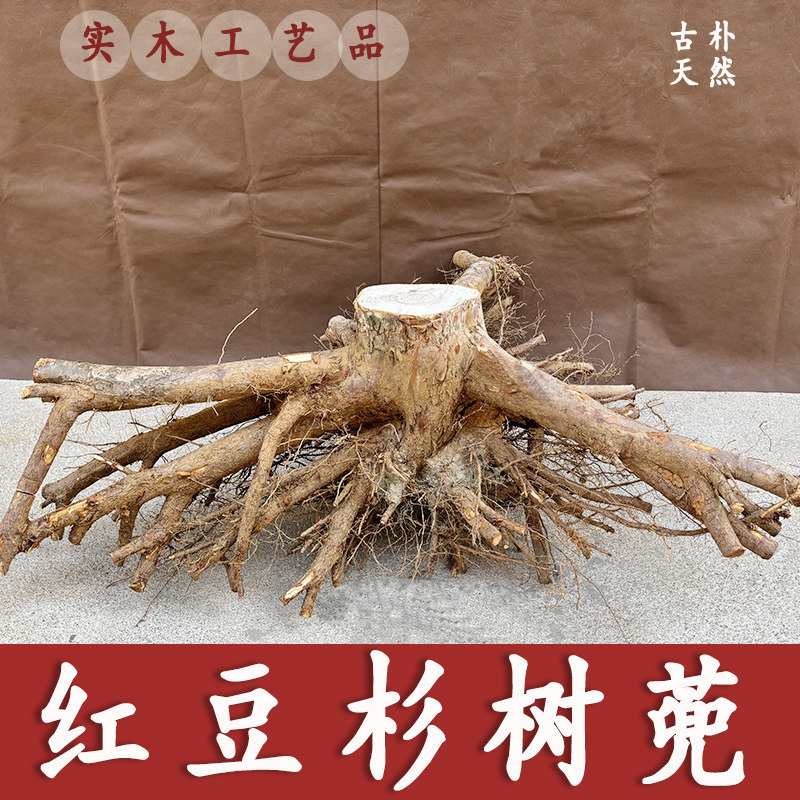 红豆杉树兜老树根雕毛料原材料异形天然树桩实木摆件整体工艺装饰