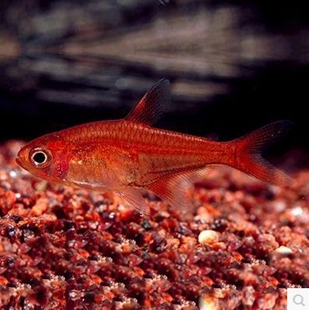 只发新疆喷火灯淡水草缸增色小型观赏鱼群游鱼灯科鱼扯旗活体好养