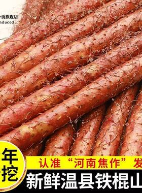 河南焦作怀淮山特产温县正宗铁棍山药散装农家新鲜
