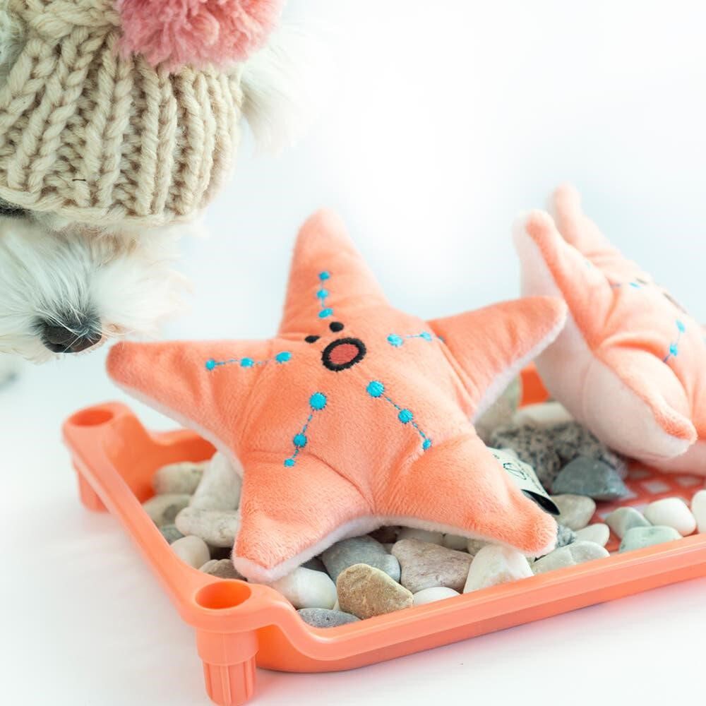 韩国正品Dingdog可爱毛绒海星