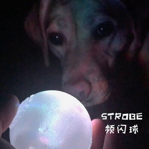 PLANETDOG益智啃咬玩具