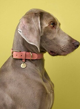 【预订】Cloud7蒂尔加滕牛皮狗项圈 新版新色德国手工 petisan