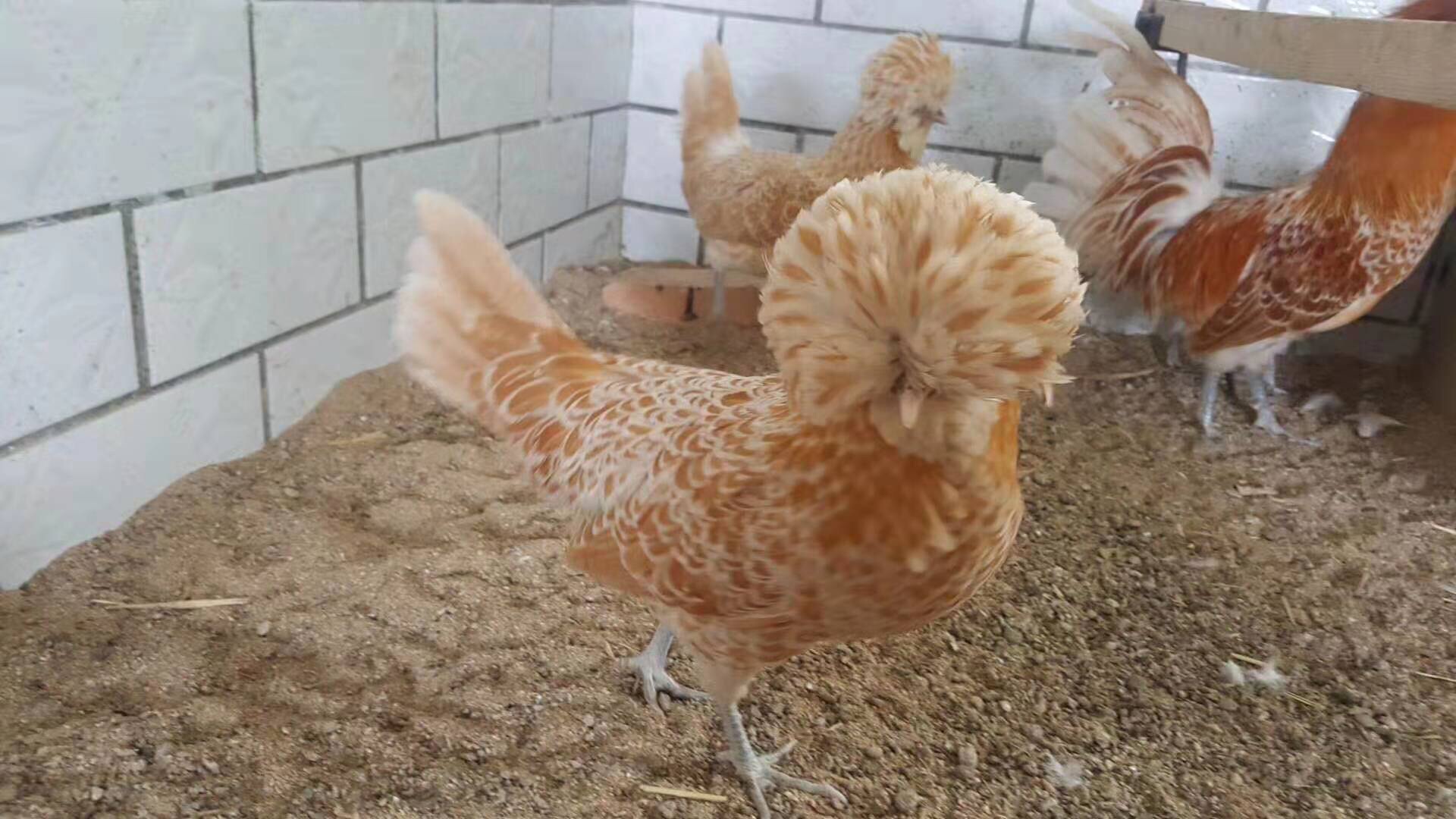 黄金帽子鸡蛋大帽观赏鸡宠物鸡黄帽子蛋