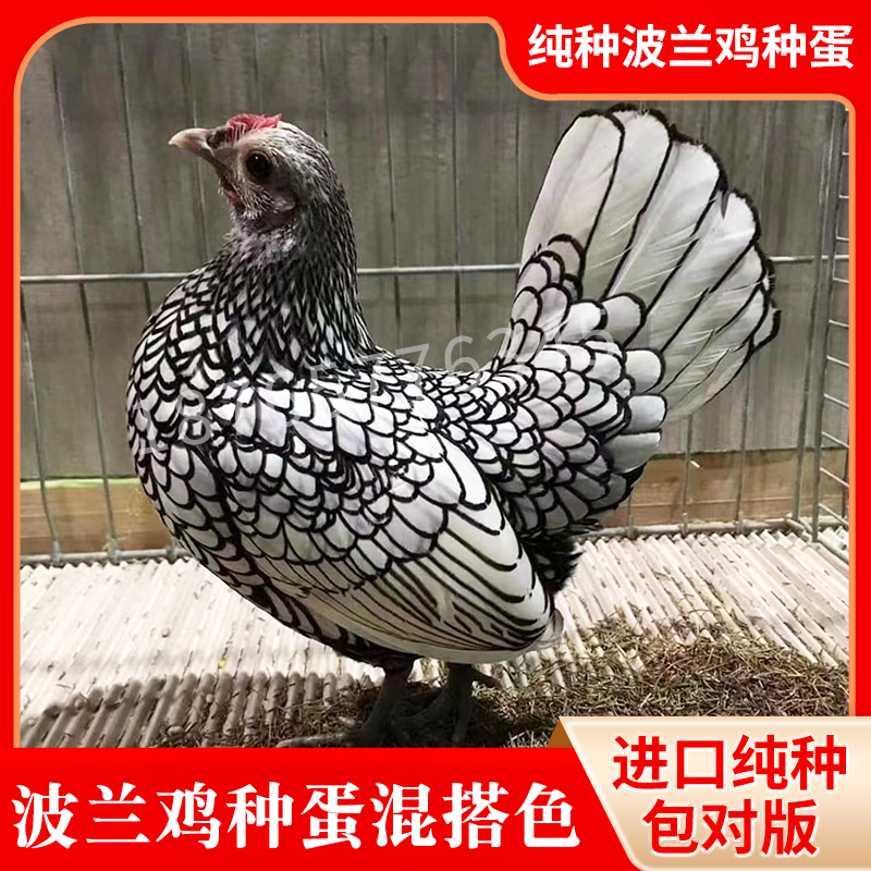 进口波兰鸡蛋受精蛋可孵化宠物鸡颜色混搭观赏鸡种蛋包受精率