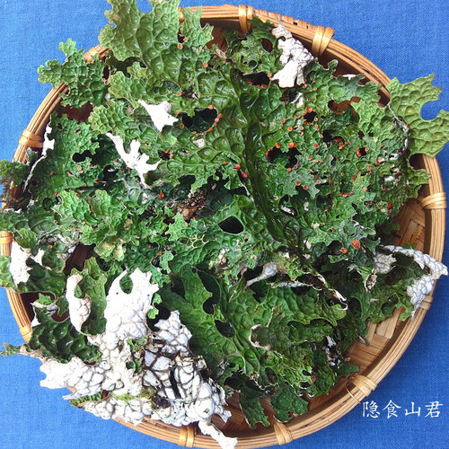 云南树皮菜 野菜 云南特产 干货 树花菜 青蛙皮 树蝴蝶500g - 封面