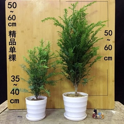 红豆杉树苗白色盆景植物室内防辐射大型绿植发财树花卉吸甲醛盆栽