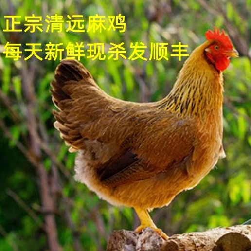 清远鸡走地鸡土鸡广东鲜嫩土鸡