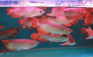 蓝底过背高背金龙印尼红龙鱼青龙辣椒红龙鱼星点龙活体鱼观赏