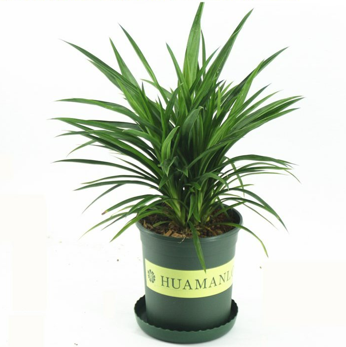 香兰盆栽苗 香兰叶苗 香兰花苗 七叶兰苗 斑兰叶苗 香林投苗 地栽