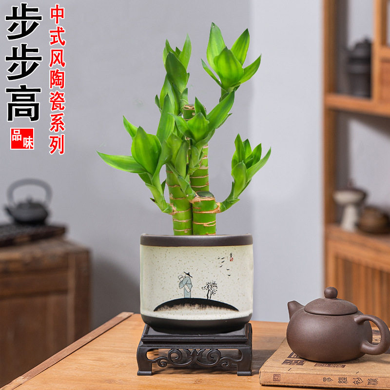 富贵竹文昌竹荷花竹步步高盆栽绿植室内客厅好养四季常青中式