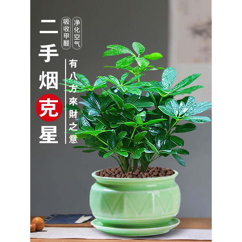 七叶莲招财树植物水培盆栽水栽鸭脚木老桩室内盆景属虎小绿植