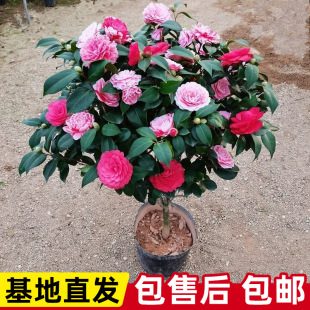 香妃山茶花盆栽带花苞五色赤丹花卉植物好养四季开花茶花树苗盆景