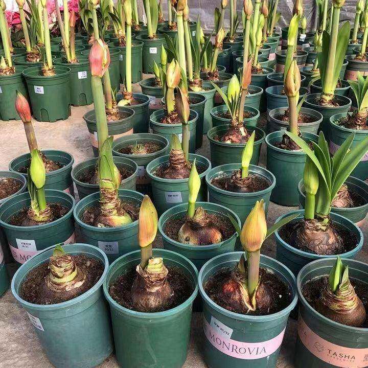 【常年开花】进口朱顶红重瓣大花盆栽植物客厅绿植花卉大全好养活