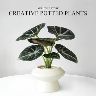 黑天鹅海芋办公室桌面小绿植室内盆栽幼儿园网红竹芋工位好养植物