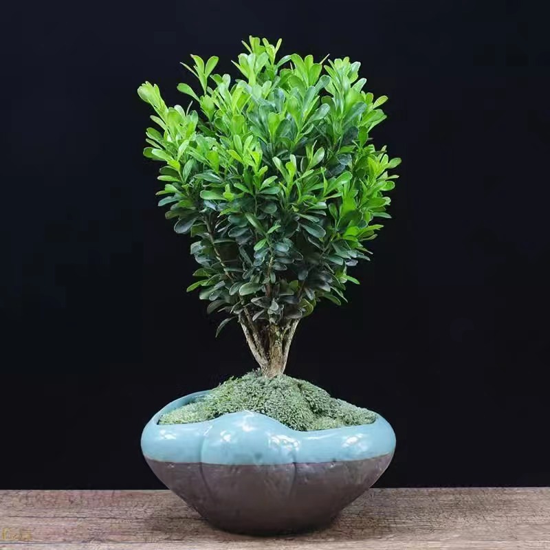 万年青盆栽庭院瓜子黄杨树苗冬青球盆景篱笆围墙篱苗冬青