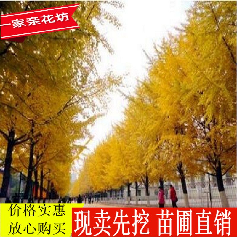金叶银杏树苗小苗庭院银杏树苗四