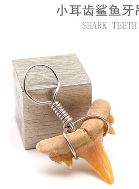 摩洛哥耳齿鲨牙齿化石古生物化石鱼齿牙化石教学标本吊坠饰品